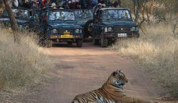 Ranthambore Tiger Safari Tour from Delhi – 4 Safaris | 3 Nights 4 Days Tour