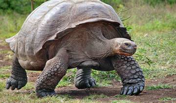 Galapagos Experience (from San Cristóbal Island to Santa Cruz Island)