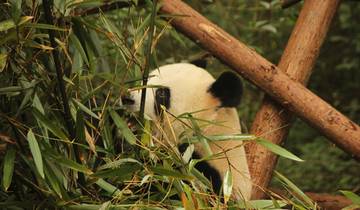 China’s Timeless Wonders & Panda Encounter Tour