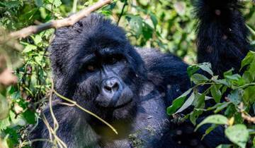 São Tomé Escape: 9-Day Tropical Island Discovery