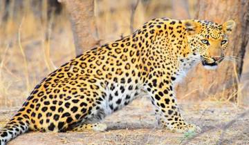 Abenteuer „Königliches Rajasthan & Taj Mahal“ mit Leoparden-Safari – 11 Tage Rundreise