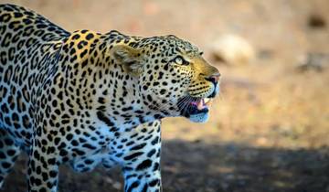 Indiens ultimative „Goldenes Dreieck“- und Leoparden-Safari | 7 Tage Rundreise