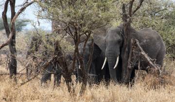 Oeganda, Kenia & Tanzania 35 tot 45 (chalet)-rondreis
