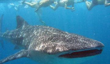 8 Day Maldives Itinerary, incl. Male and Maafushi