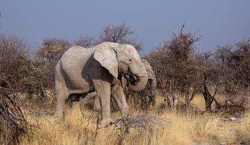 Botswana and Falls Overland: Wildlife Walks & Safari Drives Tour
