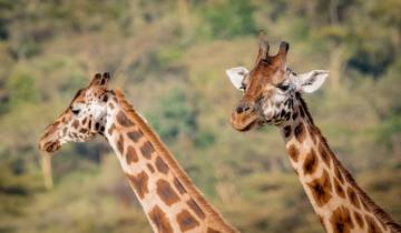 Kenia - magische Tierwelt und tropische Küste