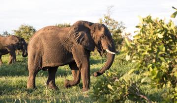 Safari familial en Afrique du Sud : tout confort