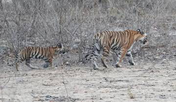 Klassische Tigersafari in Zentralindien Rundreise