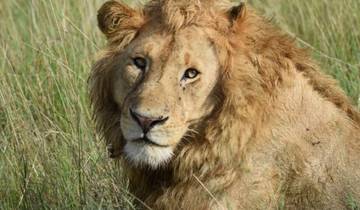 10 Tage ultimative Kenia-Safari und Strandurlaub in Diani Rundreise