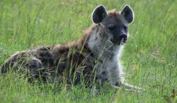Circuito Safari de 7 días por la fauna de Kenia