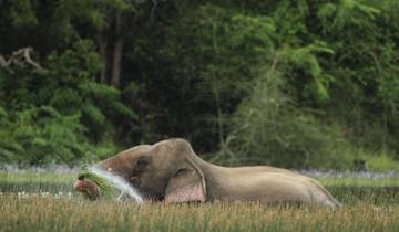 Sri Lanka Grand Explorer: Heritage & Wildlife Tour