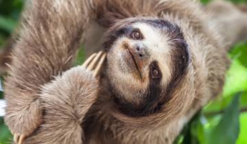 15 Day Costa Rica Itinerary, incl. San Jose and Manuel Antonio