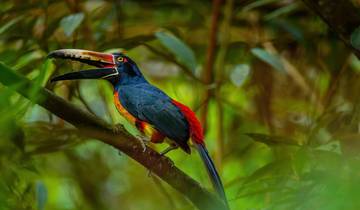 15 Day Costa Rica Itinerary, incl. San Jose and Manuel Antonio