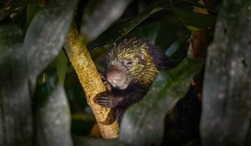 15 Day Costa Rica Itinerary, incl. San Jose and Manuel Antonio