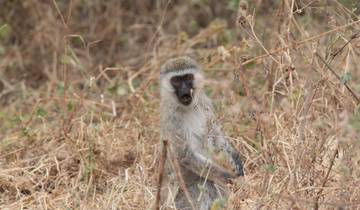 Relaxed Adventure Safari