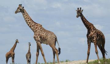 Selous Wildlife Safari