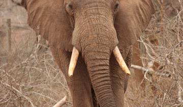 Mikumi National Park Safari