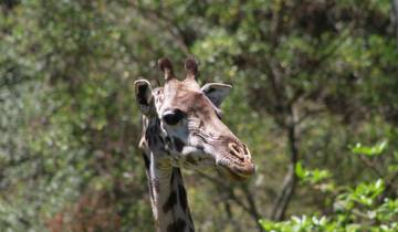 Fantastische rondreis door Tanzania-rondreis