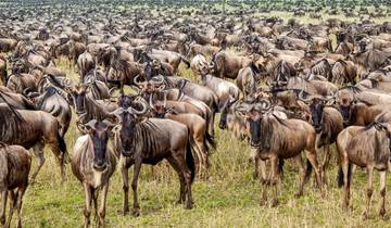 Gnoemigratie-safari - oversteek van de Mara-rivier-rondreis