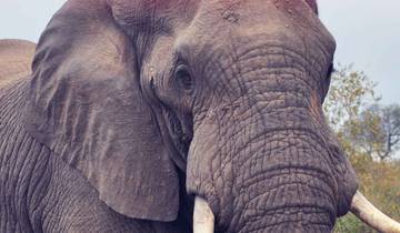 14 Days in South Africa, incl. Durban and Cape Town