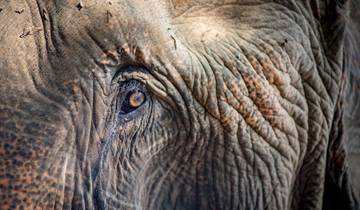 Chiang Mai & Elephant Experience Tour