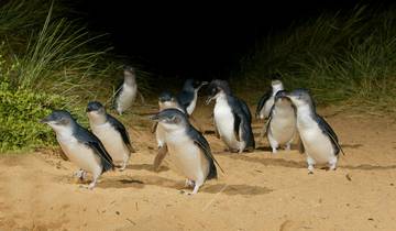 Pinguin Parade und Tierwelt - 1 Tag