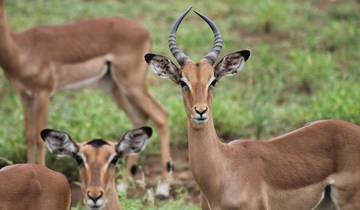 14-day Kruger to the Delta, Chobe & Victoria Falls (Accommodated)