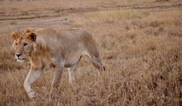 Serengeti to Victoria Falls Overland: Night Stars & Spices