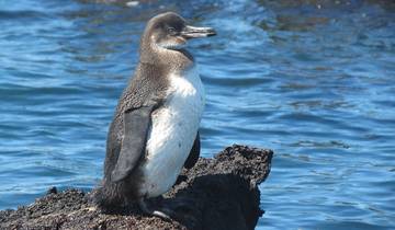 Peru Splendors with Peru's Amazon & Galápagos Cruise