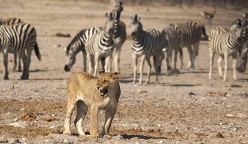 21 Days in Southern Africa, incl. Victoria Falls and Cape Town
