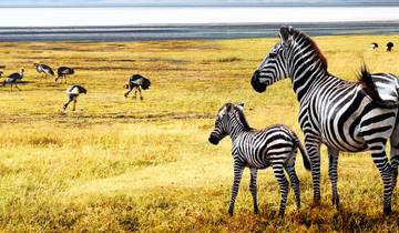 Tanzania: The Serengeti & Beyond Tour