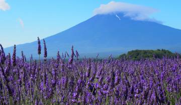 14 Day Japan Itinerary, incl. Tokyo and Kyoto