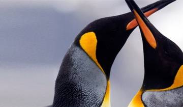 21 Days in Antarctica, incl. South Georgia and Falkland Islands