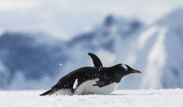 21 Days in Antarctica, incl. South Georgia and Falkland Islands