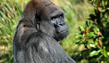 Gorillas to Zanzibar Tour