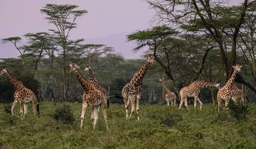 Tanzania Serengeti Photographic Safari - 11 Days Tour