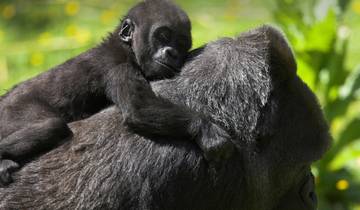 Uganda Overland: Gorillas & Chimps Tour