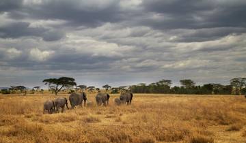 Circuito Safari de campamento en Masai y Tanzania