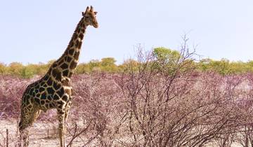 Safari in Namibië - de hoogtepunten - incl. accommodatie - 7 dagen-rondreis