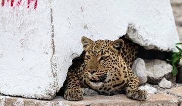 3 Day Namibia Itinerary, incl. Etosha and Swakopmund