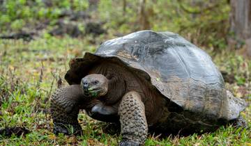 Complet Galapagos (Grand Daphne)