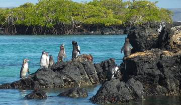 Galapagos Adventure: Northern Islands (Grand Daphne)