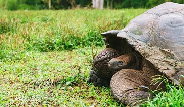 Ultimate Galapagos : Central Islands - Grand Daphne circuit