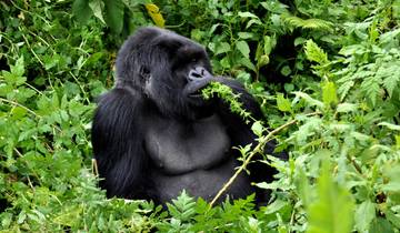Uganda to Rwanda: Gorilla Treks & Safari Drives Tour