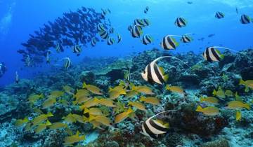 8 Days in Maldives, incl. Male and Maafushi