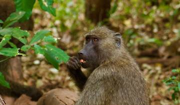 3 Days in Tanzania Safari, incl. Ngorongoro Crater and Lake Manyara