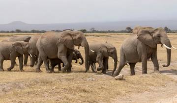 Amboseli Safari 3D/2N