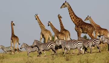 Circuito Safari Mzungu 5D/4N - Masai Mara, lago Nakuru y Aberdare