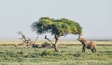 Big Game Safari - Masai Mara, Lake Nakuru, Aberdare et Amboseli - 8 jours/7 nuits