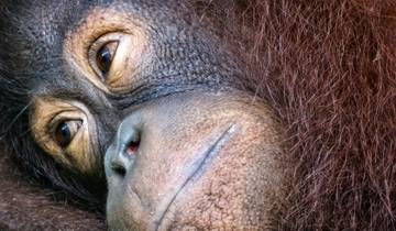 Expérience Sandakan Orangutan 4J/3N